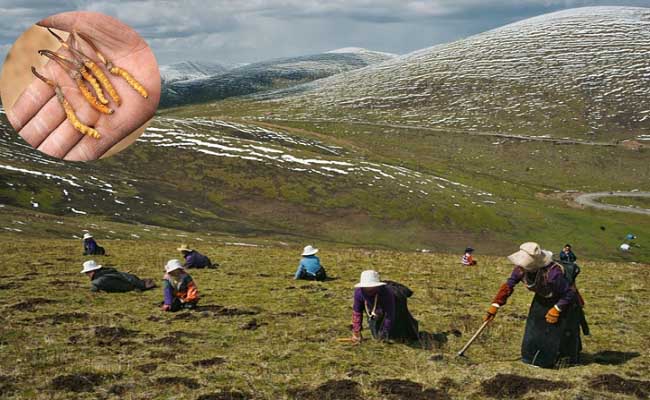 Đông Trùng Hạ Thảo Bhutan Loại A 40 con 10gr chính hãng giá tốt nhất